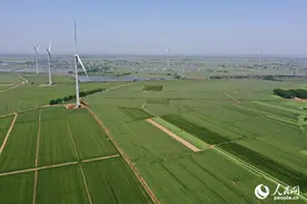 江西彭泽：风吹麦浪 丰收在望图片