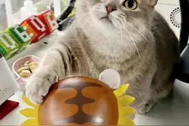 喂猫遛狗一周赚上万元，旅游越热宠物寄养越好赚图片