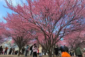 武汉竹叶海公园开满梅花，人流量暴增，管理方：今年开花时间提前，预计持续到3月上旬图片