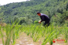 康县：乡村田园忙插秧图片