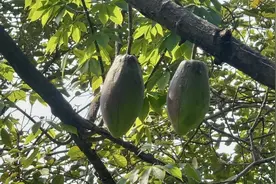 色泽诱人似牛油果！第一批开花的“显眼包”结果啦图片