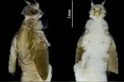 白洋淀发现中国新记录种五月四节蜉图片