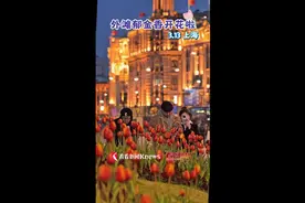 上海外滩郁金香开花 一起去打卡吧图片