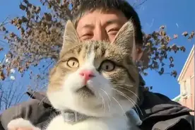 网红小猫“悟空”安葬在阿勒泰，主人呼吁：想看望它可以带一朵花图片