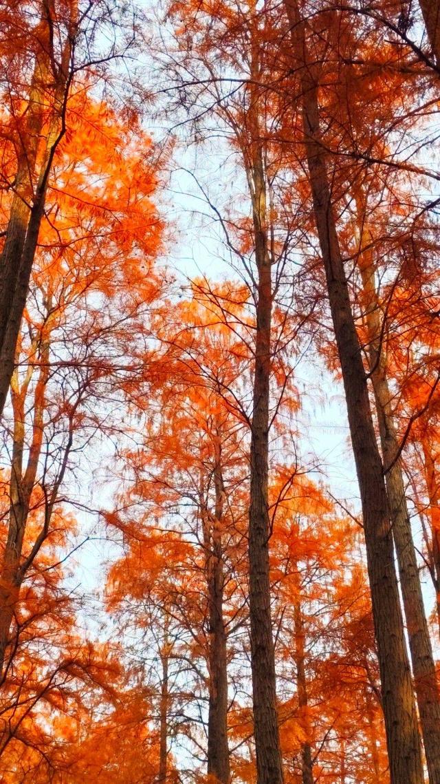 江苏溧水：东屏湖藏生态秘境 松杉林成打卡新地标