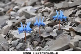 研究显示植物界存在与动物相似的“伪装术”图片