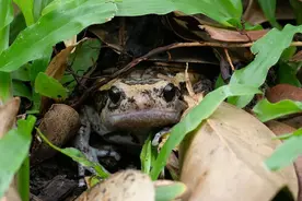 深圳夜晚的“牛叫声”原来是它→图片
