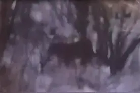 吉林汪清频现东北虎身影，遇到老虎我们该如何做？图片