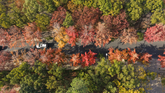想你的“枫”，红了！终于红了！