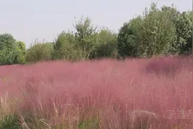 郸城：秋风染尽陌上花 粉黛丛中乱子草图片