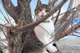 博主赵朔公布网红小猫“悟空”死因：误食小型啮齿类动物图片