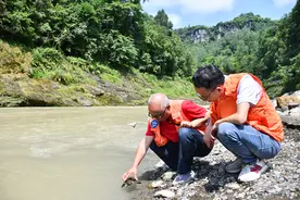 鹰嘴龟“落单”获救 野保人员放归自然图片
