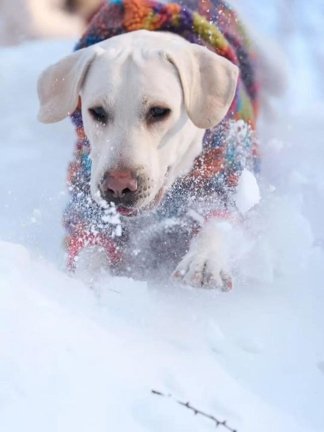 这个冬天，别再“猫冬”啦！300米超长滑道，来这开启嬉冰赏景的雪上之旅