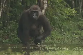 奇趣大自然丨大猩猩离奇死亡  元凶竟是它图片