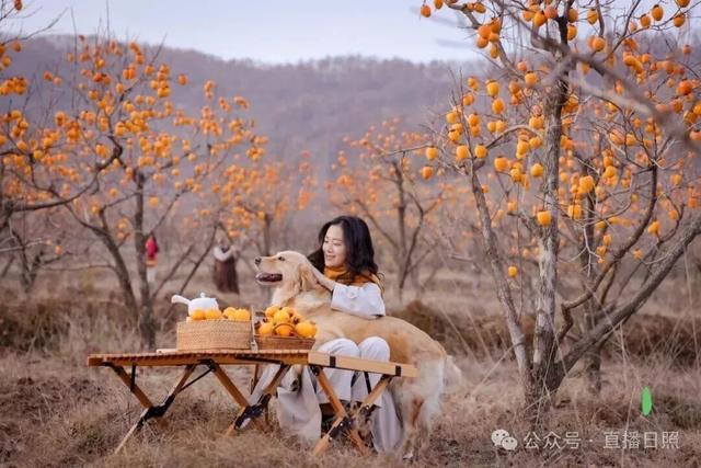 红了！10月下旬至11月上旬，就在日照这里→