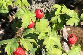 崇阳野外首次发现植物华蔓茶藨子图片