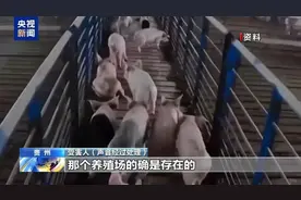 “云养猪”稳赚不赔？小心上当！图片