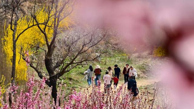 踏浪寻春！邹平临池梯田花海美出圈