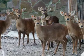 排队喝奶，组团晒太阳~豚鹿宝宝上“幼儿园”~图片