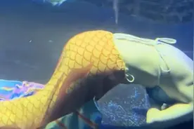 “美人鱼”表演时突然溺水！当地最新回应图片