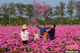 五一邂逅“仙侠”夜游与万亩芍花 安徽亳州文旅大餐“惠”味十足图片