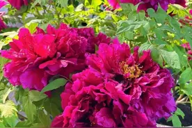 菏泽的“花样”，越来越抢眼了图片