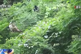 黑叶猴中的“小白”找到了 可能怀有小宝宝图片