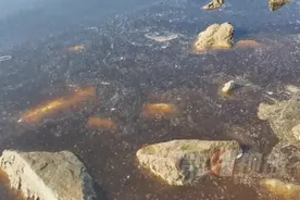 事发深圳湾公园！海水突然出现大片褐色不明物质！专家回应图片
