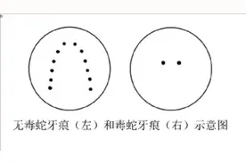 专家：毒蛇咬伤牙痕通常为2个，被咬后尽可能记清蛇特征或拍照图片