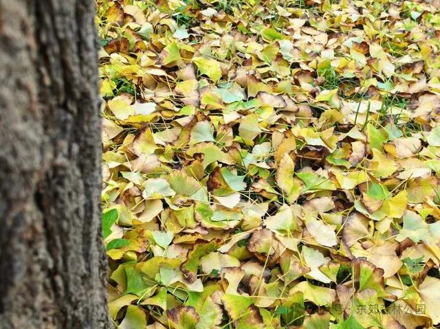 副中心的秋日画板已备好，等你来上色！