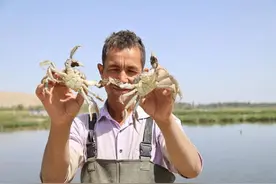 莎车螃蟹抢“鲜”上市图片