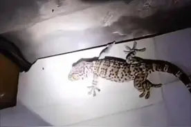 民警一到主动入笼，红斑大壁虎乖巧 “求带走”图片