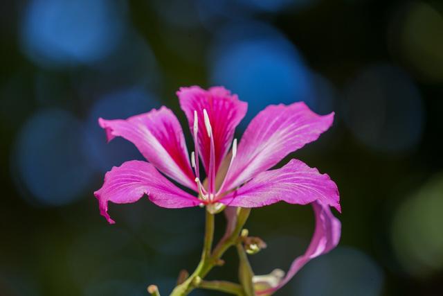 冬天花会开，快来自由自在——有一种叫云南的生活之365天