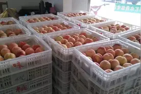 现摘脆爽，一周后软糯香！魔都顶流水蜜桃早熟新品，首批“黄金蜜1号”6月中旬上市图片