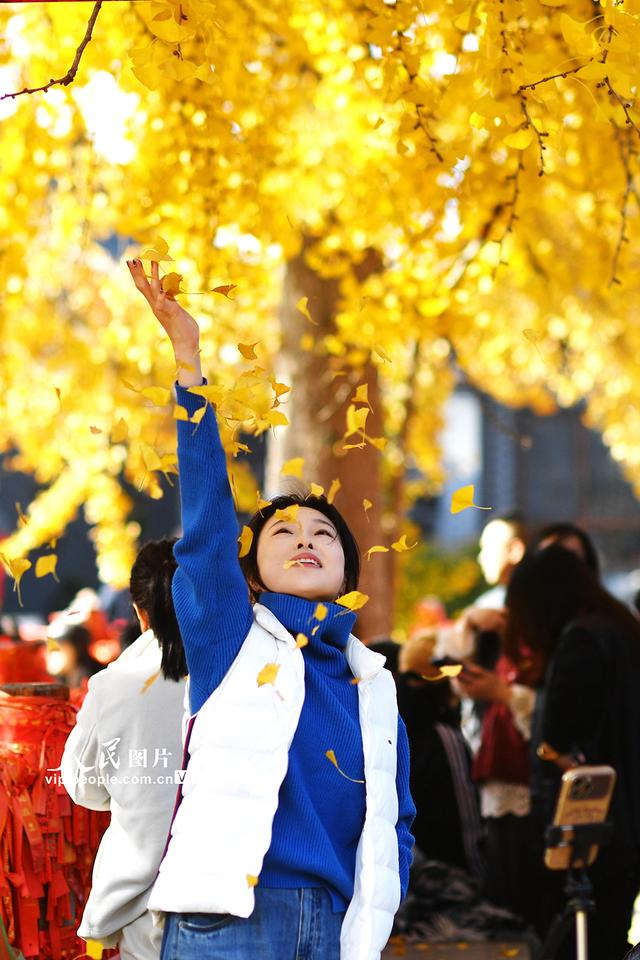 山东青岛：千年古银杏树引客来