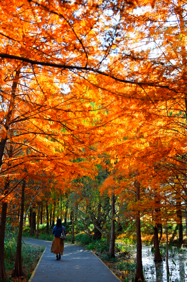 杉树红了！魔都藏着绝美水上森林→