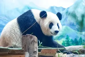 武汉动物园明日正式开园，将展出大熊猫武林和盟盟
