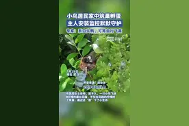 极目帮办|“我家来了稀客”，小鸟在市民家中筑巢，孵出四只鸟宝宝图片