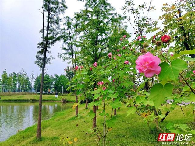 秋游时刻丨常德的秋天是什么颜色？答案是粉色的