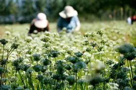 韭菜花盛开采收忙图片