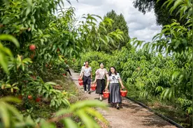水果价格坐上“过山车” 重庆果业如何扬长避短图片