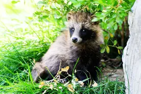潮评丨首个貉社区科普馆上海落成，“科学劝架”是最好的相处和保护图片