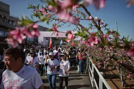 乘“电音巴士”赏花踏青 平谷国际桃花节浪漫开启图片