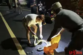 福建龙岩出逃蟒蛇已被抓回 园长：离动物园1公里的路边被人发现，笼子已加固图片