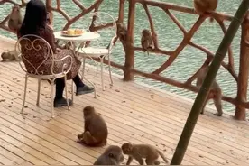 常州一景区推出“吗喽下午茶”，人和野猴近距离接触，官方提醒防止抓伤图片