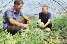 科技专家了解麒麟西瓜的收成情况图片