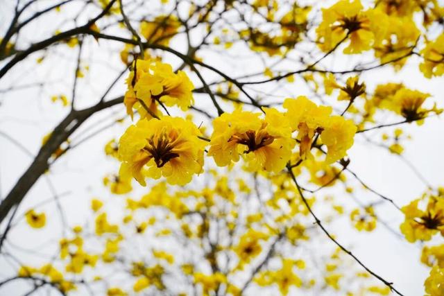 宁德黄花风铃木开啦！塔山路、光华路美成这样，你打卡了吗？