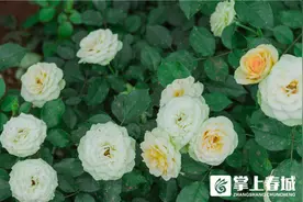 晋宁“牛油果”：鲜花界的“小短腿”图片