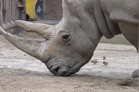 动物“打工”日常大放送②：干饭不能停！ | “泉”在济南过五一图片