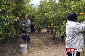 临武：硕果累累！耙耙柑喜迎丰收图片